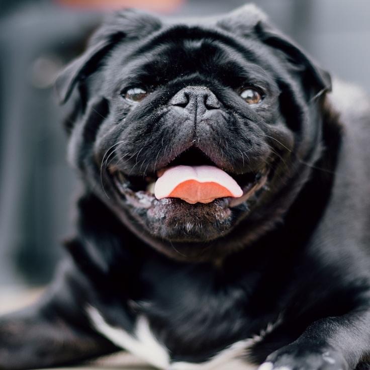 Portrait of Mina Park, group coordinator and fusion cooking expert